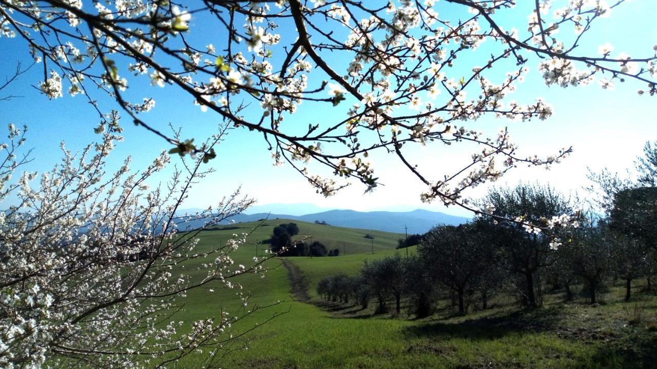 La Pecora Verde San Gimignano Eksteriør bilde